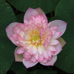 Lotus in 2021 ShenZhen HongHu lake