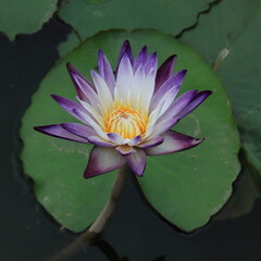 Lotus in 2021 ShenZhen HongHu lake