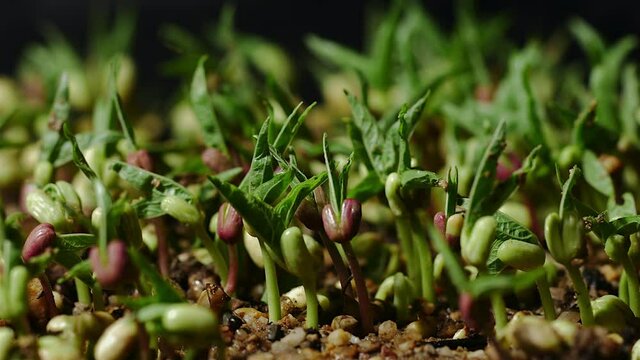 Mung beans close up sprouting time-lapse newborn bean in greenhouse agriculture