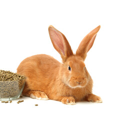 orange rabbit on white background 