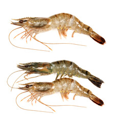 shrimps on a white background