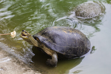 Obraz premium turtle
