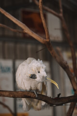 Cockatoo sitting on top of a wooden perch