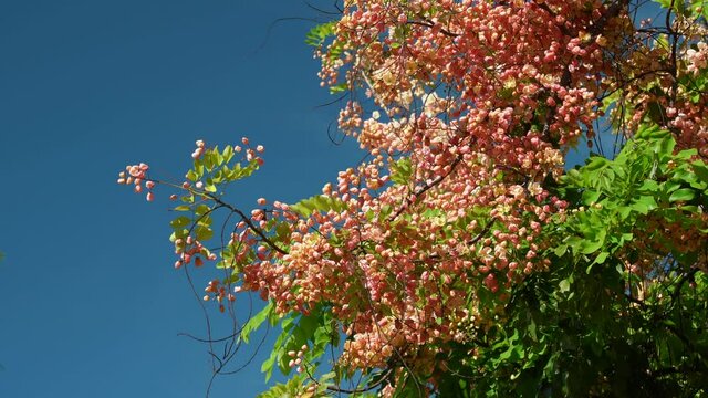 Flowers, Cassia javanica, Java cassia, pink shower, apple blossom tree and rainbow shower tree, family Fabaceae. Ainahau Triangle / Fort DeRussy Beach Park, Waikiki, Honolulu, Oahu, Hawaii