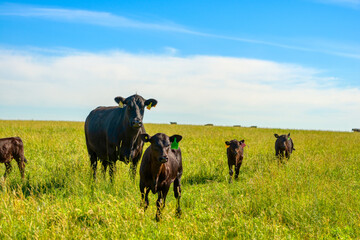 A black angus cow and calf graze on a green meadow. - obrazy, fototapety, plakaty