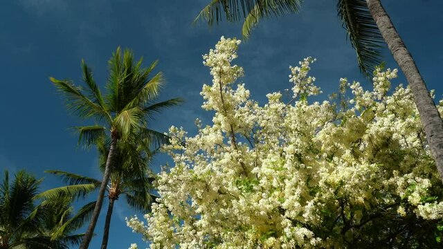 Flowers, Cassia javanica, Java cassia, pink shower, apple blossom tree and rainbow shower tree, family Fabaceae. Ainahau Triangle / Fort DeRussy Beach Park, Waikiki, Honolulu, Oahu, Hawaii