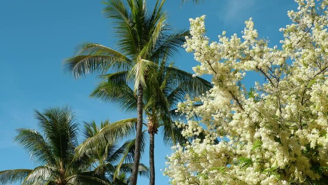 Flowers, Cassia javanica, Java cassia, pink shower, apple blossom tree and rainbow shower tree, family Fabaceae. Ainahau Triangle / Fort DeRussy Beach Park, Waikiki, Honolulu, Oahu, Hawaii