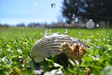 landscape with grass