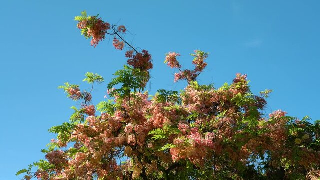 Flowers, Cassia javanica, Java cassia, pink shower, apple blossom tree and rainbow shower tree, family Fabaceae. Ainahau Triangle / Fort DeRussy Beach Park, Waikiki, Honolulu, Oahu, Hawaii