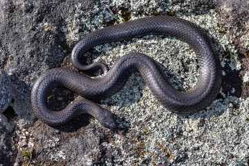 Australian Eastern Small-eyed Snake flickering it's tongue
