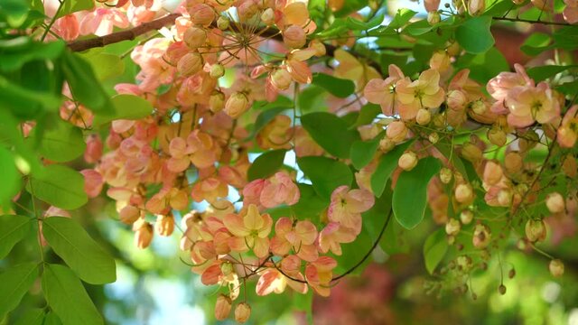 Flowers, Cassia javanica, Java cassia, pink shower, apple blossom tree and rainbow shower tree, family Fabaceae. Ainahau Triangle / Fort DeRussy Beach Park, Waikiki, Honolulu, Oahu, Hawaii