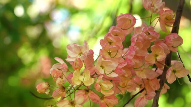 Flowers, Cassia javanica, Java cassia, pink shower, apple blossom tree and rainbow shower tree, family Fabaceae. Ainahau Triangle / Fort DeRussy Beach Park, Waikiki, Honolulu, Oahu, Hawaii