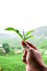 The man's hand held a tea leaf