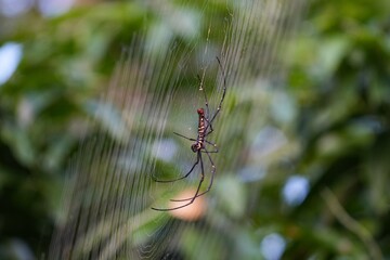 シンガポールの生き物　立派な網を張って獲物を待つ蜘蛛