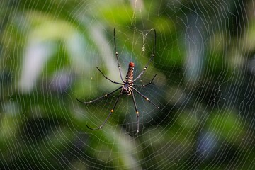 シンガポールの生き物　立派な網を張って獲物を待つ蜘蛛