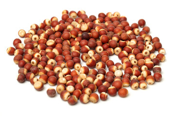 Euryale ferox on white background