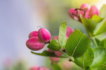Fresh mango yawn lime booing or bengal currant, christs thorn or carunda or karonda sour fruit in thailand.