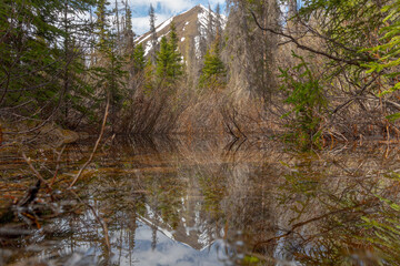 Small creek flowing across a hiking trail in northern Canada on the St Elias Lake hike with boreal forest, wilderness in view. 