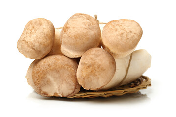 King oyster mushroom Pleurotus eryngii on white background 