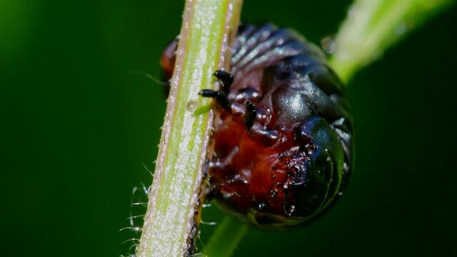 Larva of Bloody-nosed Beetle, Timarcha goettingensis