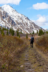 Fototapeta na wymiar Man hiking on trail heading to St Elias Lake in Kluane National Park during May with backpack and huge mountain peak with snow in the background. Epic Canadian scenic view. 
