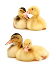 Duckling on white background