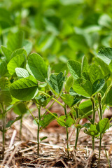 Green soy plant leaves in the cultivate field, in Brazil with selective focus