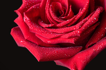side petals of a red rose with water drops on the petals on a black background. close-up, selective focus