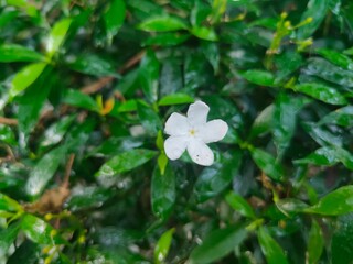forget me not
