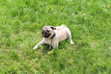 a cheerful cute pug is lying on a green clearing
