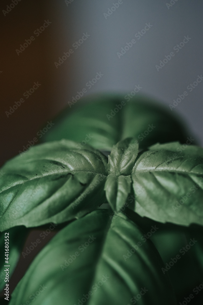 Canvas Prints Closeup of fresh green basil leaves