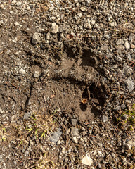 Grizzly bear foot print, paw mark, footprint in muddy ground on a hiking trail in Canada, Yukon Territory. 
