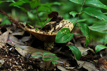 fungi in the forest
