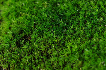 green moss texture