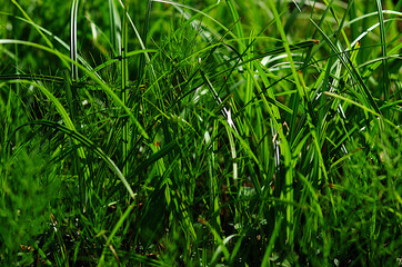 green grass in the wind