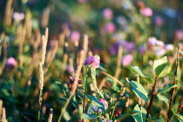 Wildflowers illuminated by the setting sun. Red clover (trifolium pratense). A photograph taken with a shallow depth of field. Bright green grass on the background.