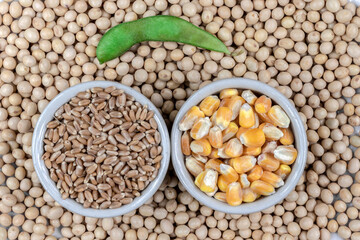 dry soybean, edamame, wheat and corn seeds in Brazil