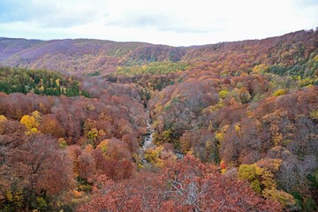 城ヶ倉大橋から見おろす絶景の紅葉情景＠青森