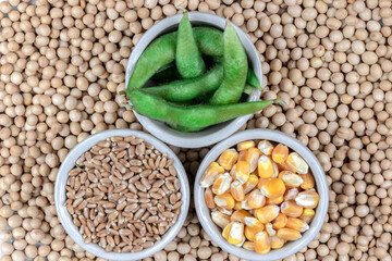 dry soybean, edamame, wheat and corn seeds in Brazil