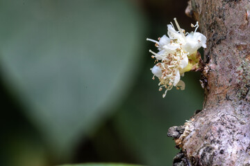 Selective focus of jabuticaba Exotic flower. Jabuticaba fruit blooming on the tree. Jabuticaba is a fruit native to Brazil, of the species Plinia cauliflora.