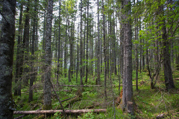 Dense protected forest. Green forest at the foot of the Golets mountain in the Primorsky region. Impassable Russian taiga in summer.