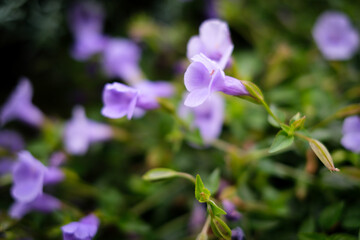 Fototapeta premium 日本の暑い夏を爽やかに演出するスーパートレニア カタリーナの花。アイスリバーという品種で枝垂れる姿が美しく、ハンギングや寄せ植えにも合う。花言葉は「愛嬌」「ひらめき」