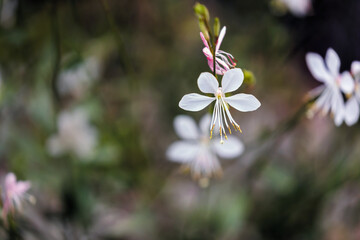 Macro of Tiny Wildflowers in the Wind