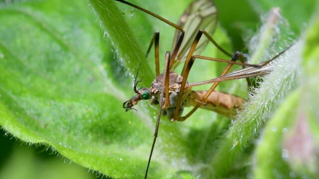 Crane fly, family Tipulidae