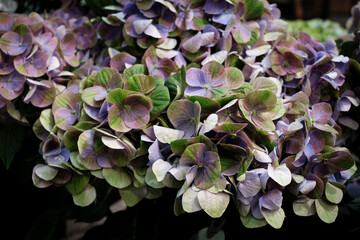 庭に咲くピンクのばら 梅雨入り前のこの季節に楽しませてくれる ピンクのばらの花言葉は 上品 しとやか 感銘 Wall Mural 宮岸孝守