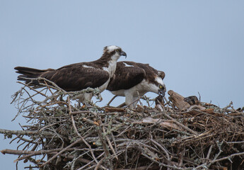 Ospreys and Babies