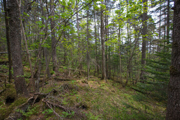 Dense protected forest. Green forest at the foot of the Golets mountain in the Primorsky region. Impassable Russian taiga in summer.