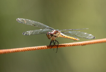 Dragonflies