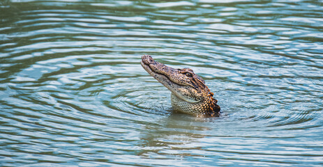 Alligator Fishing for Crabs