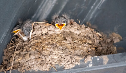 Baby Birds in a Nest